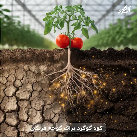 کود گوگرد برای گوجه فرنگی