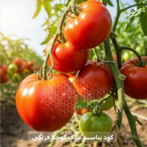 کود پتاسیم برای گوجه فرنگی