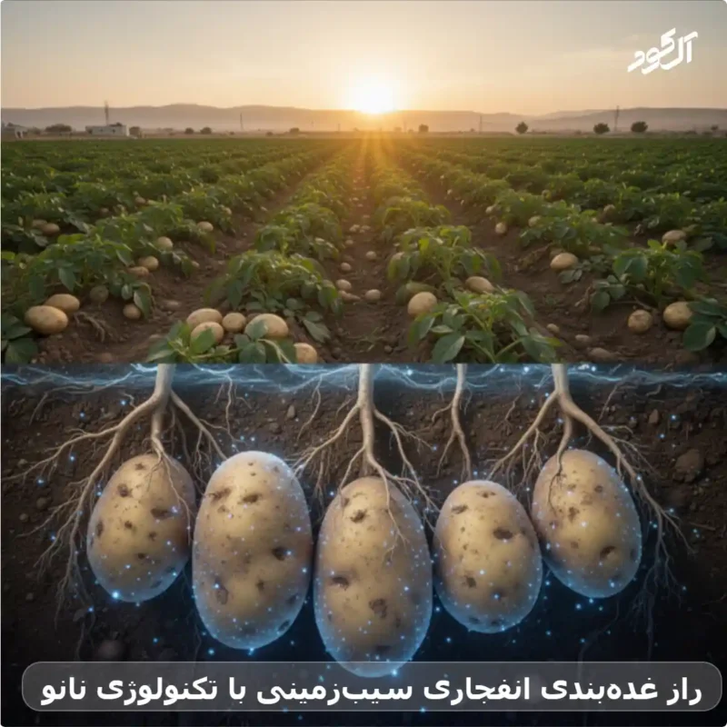 راز غده‌بندی انفجاری سیب‌زمینی با تکنولوژی نانو