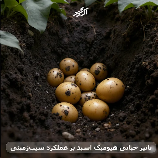 تاثیر حیاتی هیومیک اسید بر عملکرد سیب‌زمینی