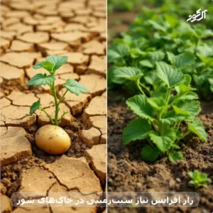 راز افزایش تناژ سیب‌زمینی در خاک‌های شور
