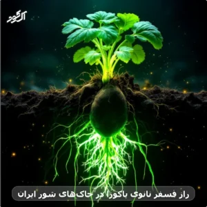 راز فسفر نانوی یاکوزا در خاک‌های شور ایران