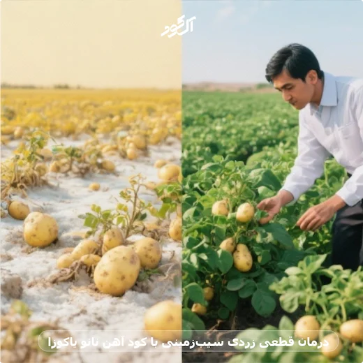 درمان قطعی زردی سیب‌زمینی با کود آهن نانو یاکوزا