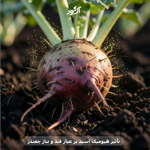 تأثیر هیومیک اسید بر عیار قند و تناژ چغندر