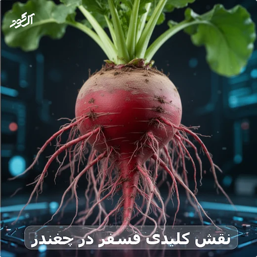 نقش کلیدی فسفر در چغندر