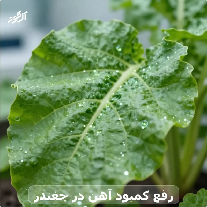 رفع کمبود آهن در چغندر