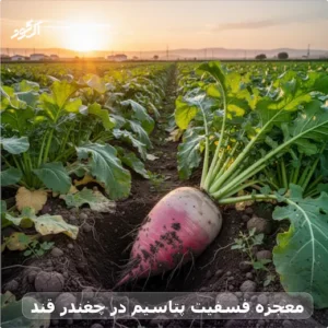 معجزه فسفیت پتاسیم در چغندر قند