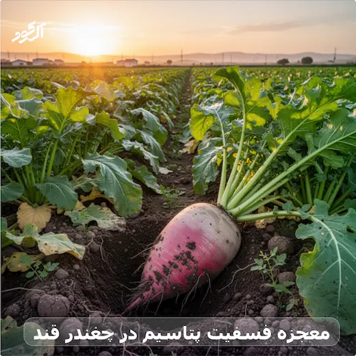 معجزه فسفیت پتاسیم در چغندر قند