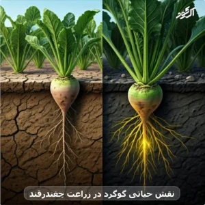 نقش حیاتی گوگرد در زراعت چغندرقند