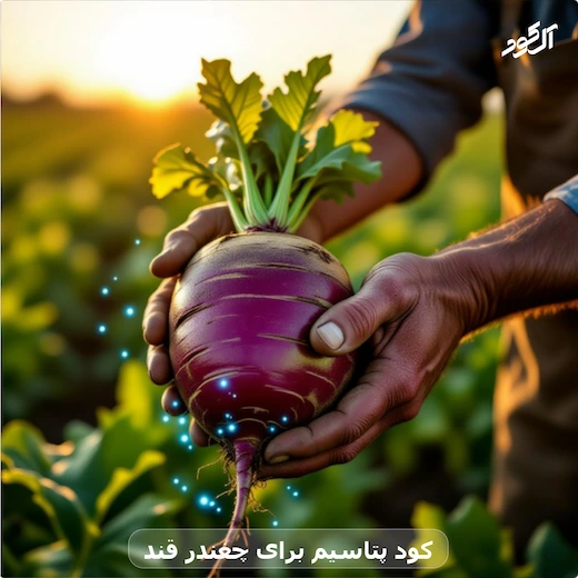 کود پتاسیم برای چغندر قند