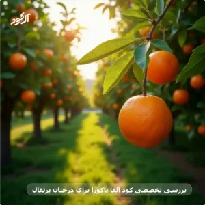 بررسی تخصصی کود آلفا یاکوزا برای درختان پرتقال