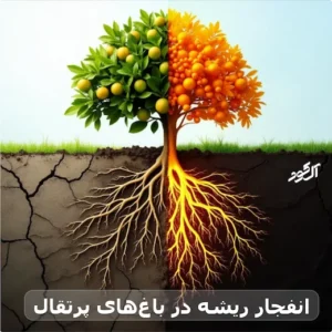 انفجار ریشه در باغ‌های پرتقال