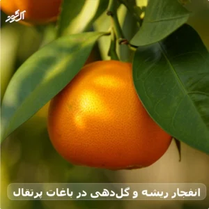 انفجار ریشه و گل‌دهی در باغات پرتقال