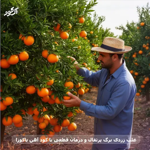 علت زردی برگ پرتقال و درمان قطعی با کود آهن یاکوزا