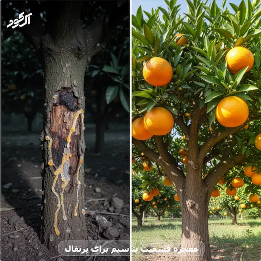 معجزه فسفیت پتاسیم برای پرتقال