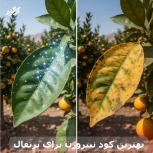 بهترین کود نیتروژن برای پرتقال