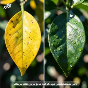 تاثیر شگفت‌انگیز کود گوگرد مایع بر درختان پرتقال