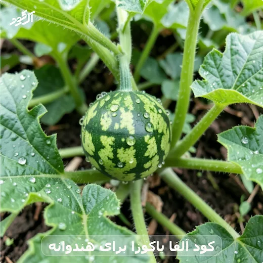 کود آلفا یاکوزا برای هندوانه