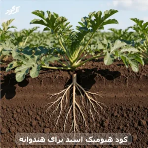 کود هیومیک اسید برای هندوانه