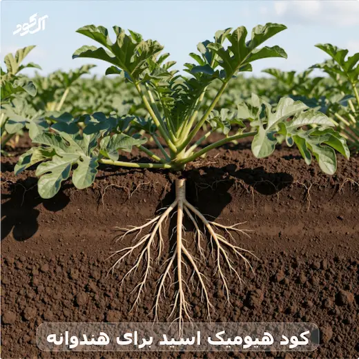 کود هیومیک اسید برای هندوانه