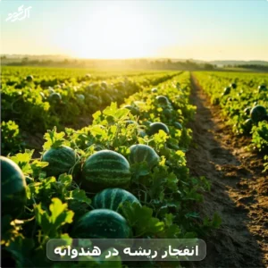 انفجار ریشه در هندوانه