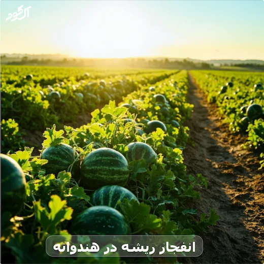 انفجار ریشه در هندوانه