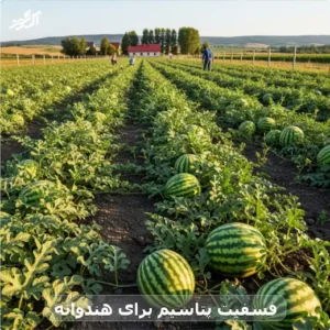 فسفیت پتاسیم برای هندوانه