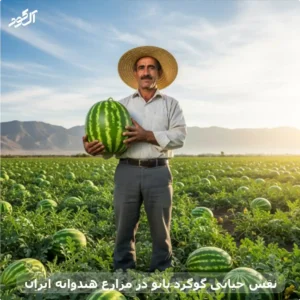 نقش حیاتی گوگرد نانو در مزارع هندوانه ایران