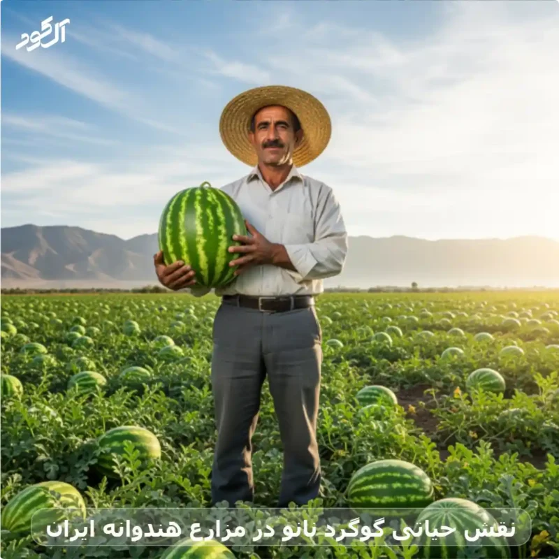 نقش حیاتی گوگرد نانو در مزارع هندوانه ایران