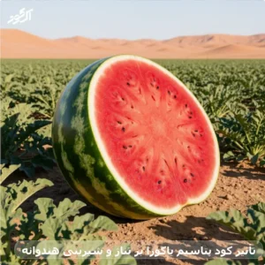 تأثیر کود پتاسیم یاکوزا بر تناژ و شیرینی هندوانه