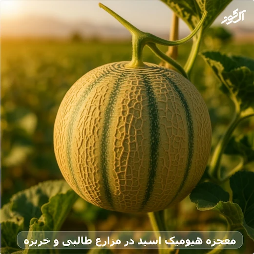 معجزه هیومیک اسید در مزارع طالبی و خربزه