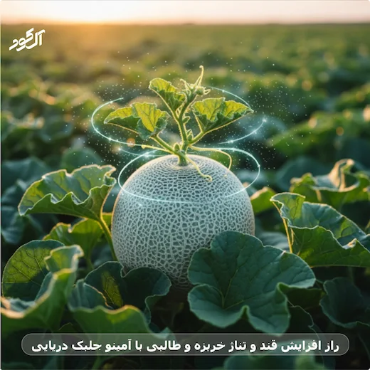 راز افزایش قند و تناژ خربزه و طالبی با آمینو جلبک دریایی