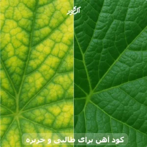 کود آهن برای طالبی و خربزه