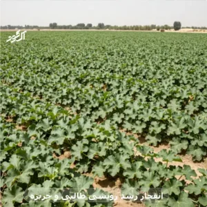 انفجار رشد رویشی طالبی و خربزه