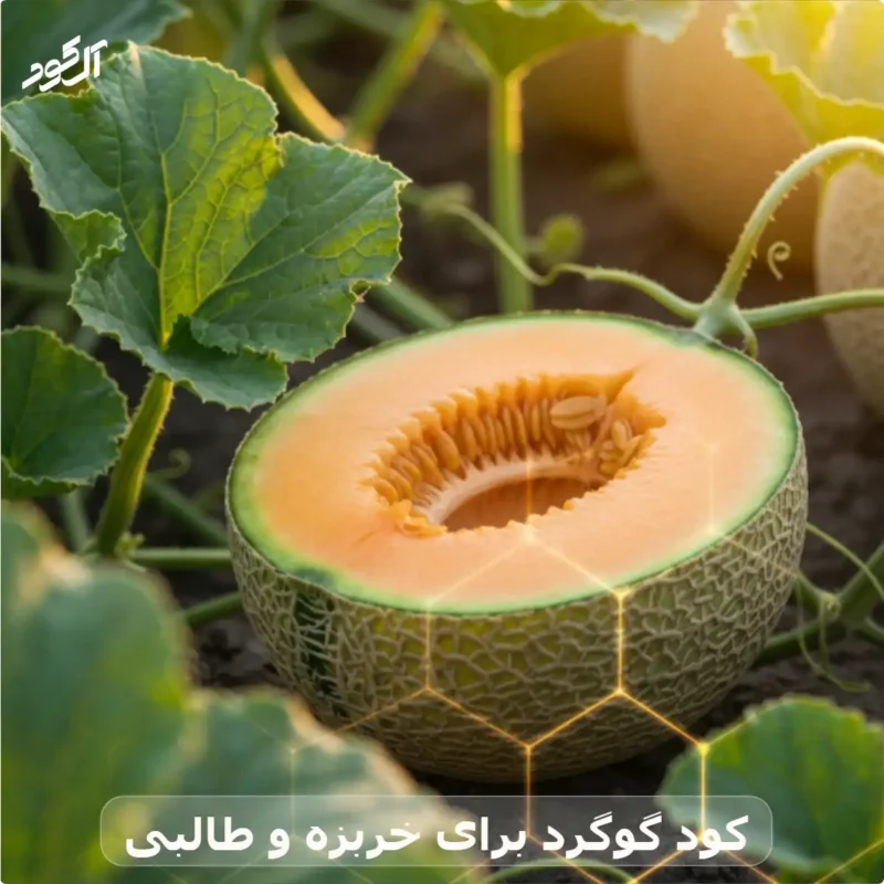 کود گوگرد برای خربزه و طالبی