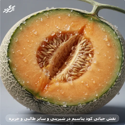 نقش حیاتی کود پتاسیم در شیرینی و سایز طالبی و خربزه