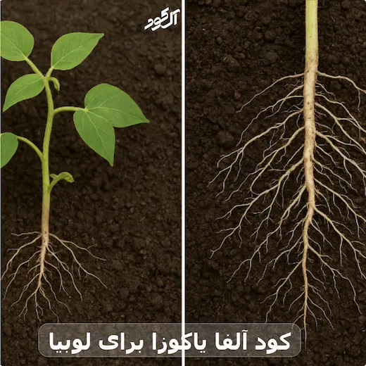 کود آلفا یاکوزا برای لوبیا