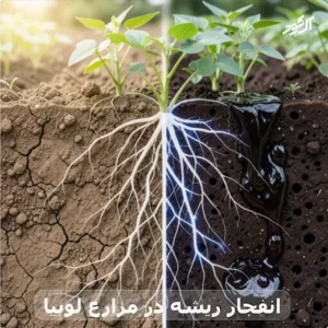 انفجار ریشه در مزارع لوبیا