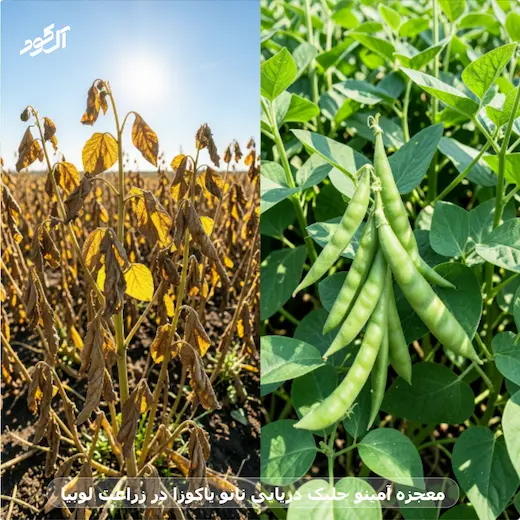 معجزه آمینو جلبک دریایی نانو یاکوزا در زراعت لوبیا