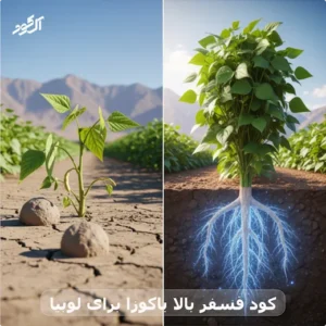 کود فسفر بالا یاکوزا برای لوبیا