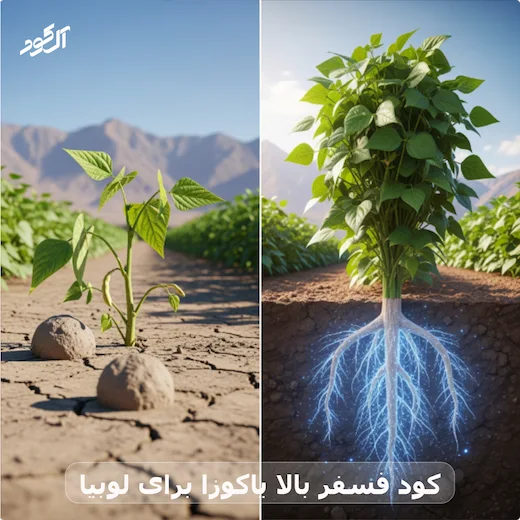 کود فسفر بالا یاکوزا برای لوبیا