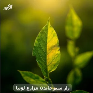 راز سبز ماندن مزارع لوبیا