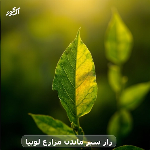 راز سبز ماندن مزارع لوبیا