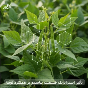 تأثیر استراتژیک فسفیت پتاسیم بر عملکرد لوبیا