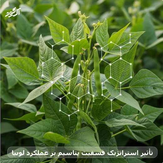 تأثیر استراتژیک فسفیت پتاسیم بر عملکرد لوبیا