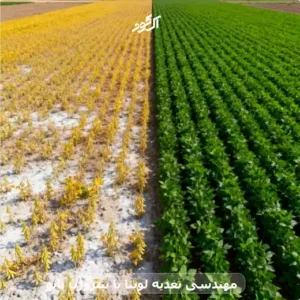 مهندسی تغذیه لوبیا با نیتروژن نانو