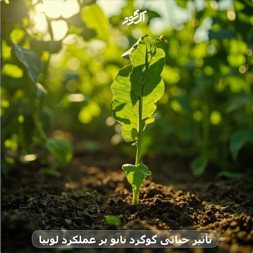 تأثیر حیاتی گوگرد نانو بر عملکرد لوبیا