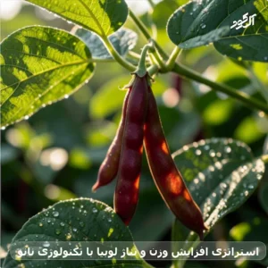 استراتژی افزایش وزن و تناژ لوبیا با تکنولوژی نانو