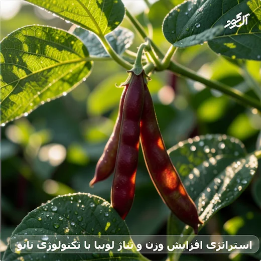 استراتژی افزایش وزن و تناژ لوبیا با تکنولوژی نانو