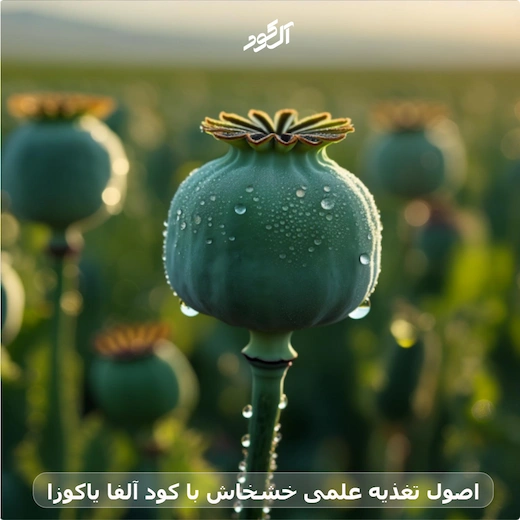 اصول تغذیه علمی خشخاش با کود آلفا یاکوزا